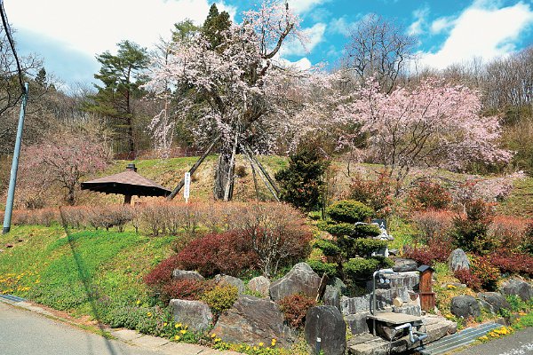 清水端のしだれ桜